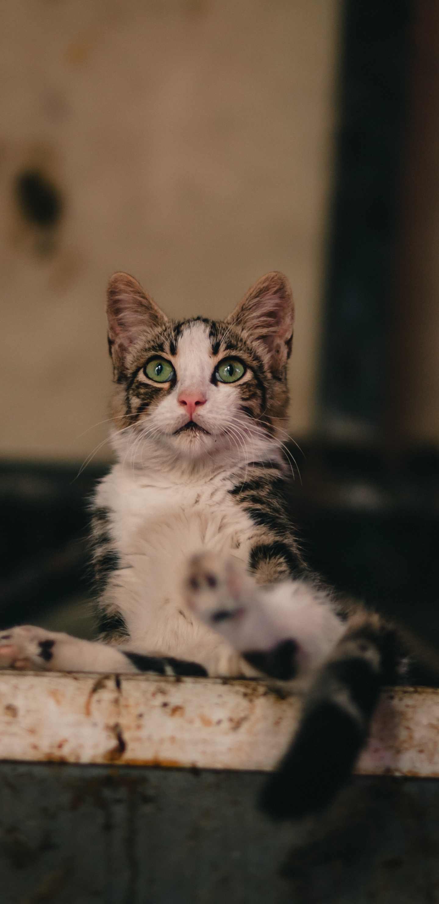 White and Black Cat on Brown Wooden Log. Wallpaper in 1440x2960 Resolution