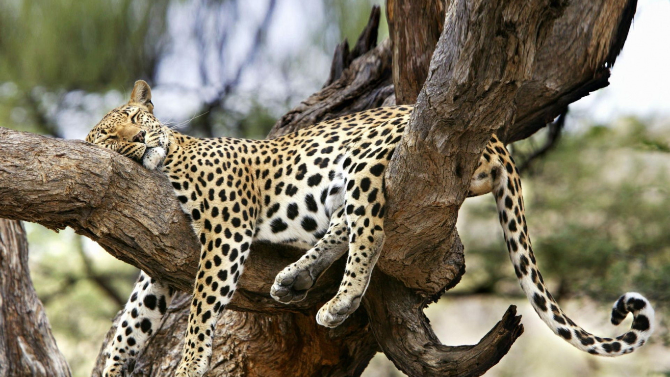 Leopard Auf Braunem Ast Tagsüber. Wallpaper in 1366x768 Resolution