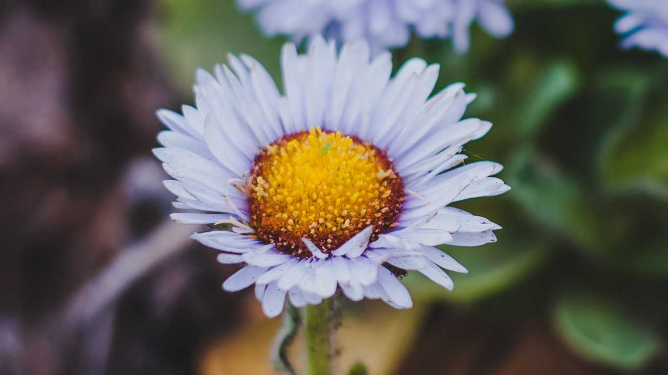 White and Yellow Daisy in Bloom During Daytime. Wallpaper in 1366x768 Resolution