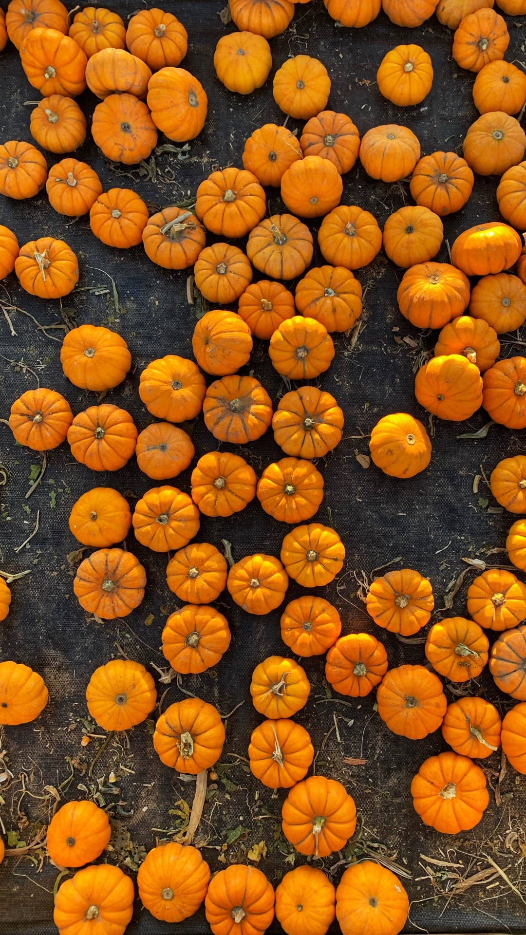 Orange, Smartphone, Fruits, Téléphone, Citrouille. Wallpaper in 1080x1920 Resolution