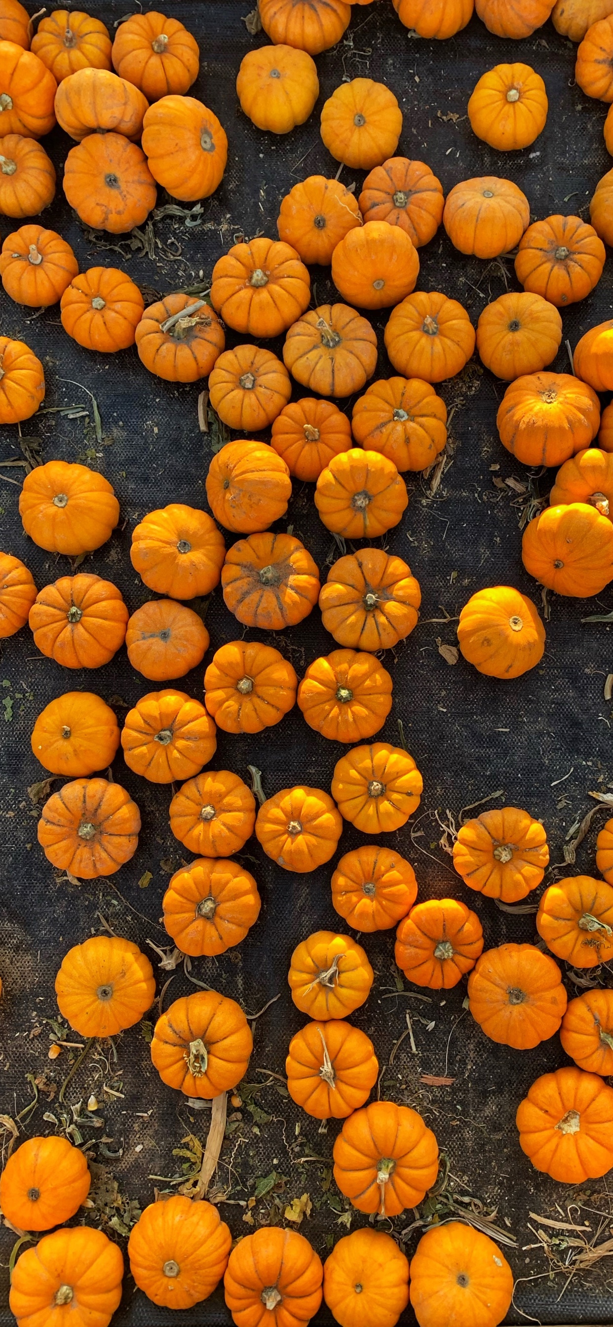 Orange, Smartphone, Fruits, Téléphone, Citrouille. Wallpaper in 1242x2688 Resolution