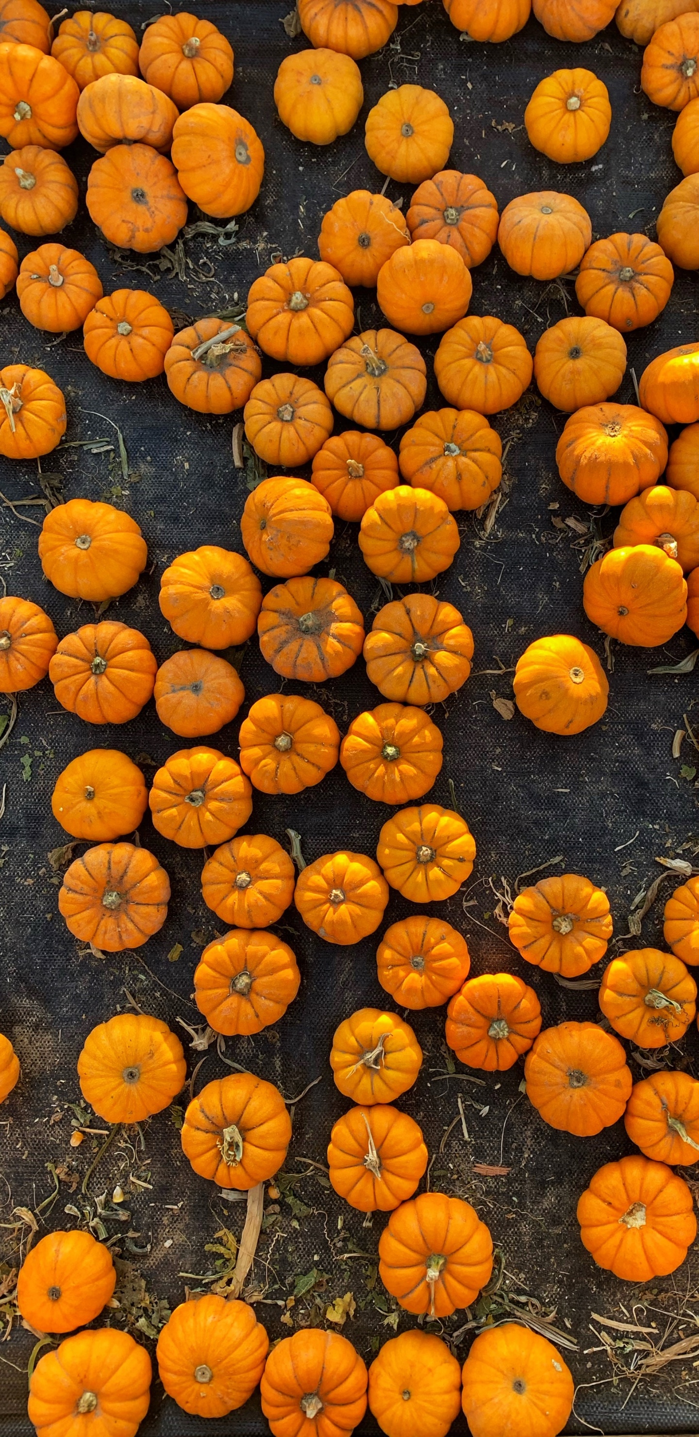 Orange, Smartphone, Fruits, Téléphone, Citrouille. Wallpaper in 1440x2960 Resolution