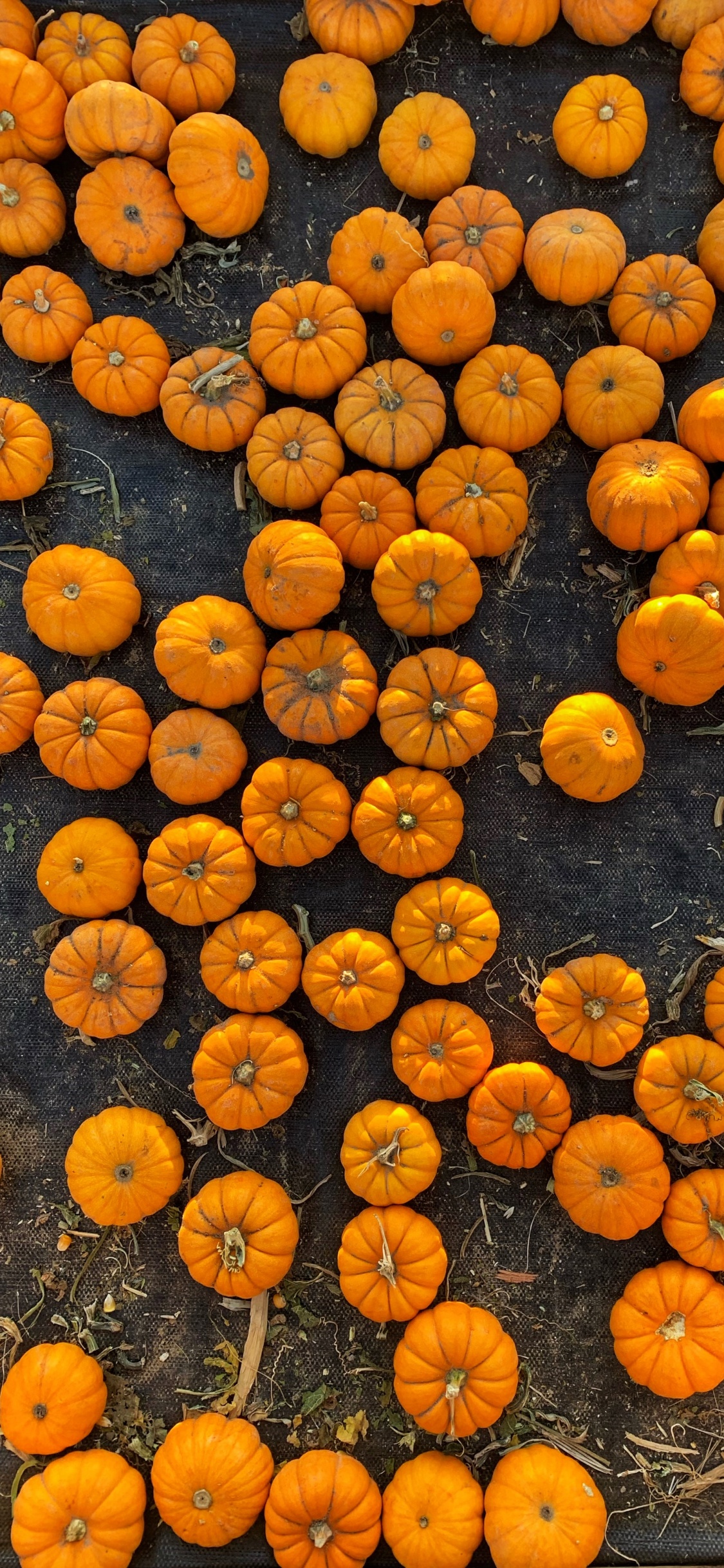 Orange, Vegetable, Smartphone, Fruit, Telephone. Wallpaper in 1125x2436 Resolution