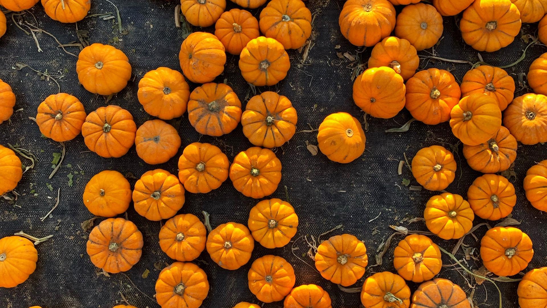 Orange, Vegetable, Smartphone, Fruit, Telephone. Wallpaper in 1920x1080 Resolution