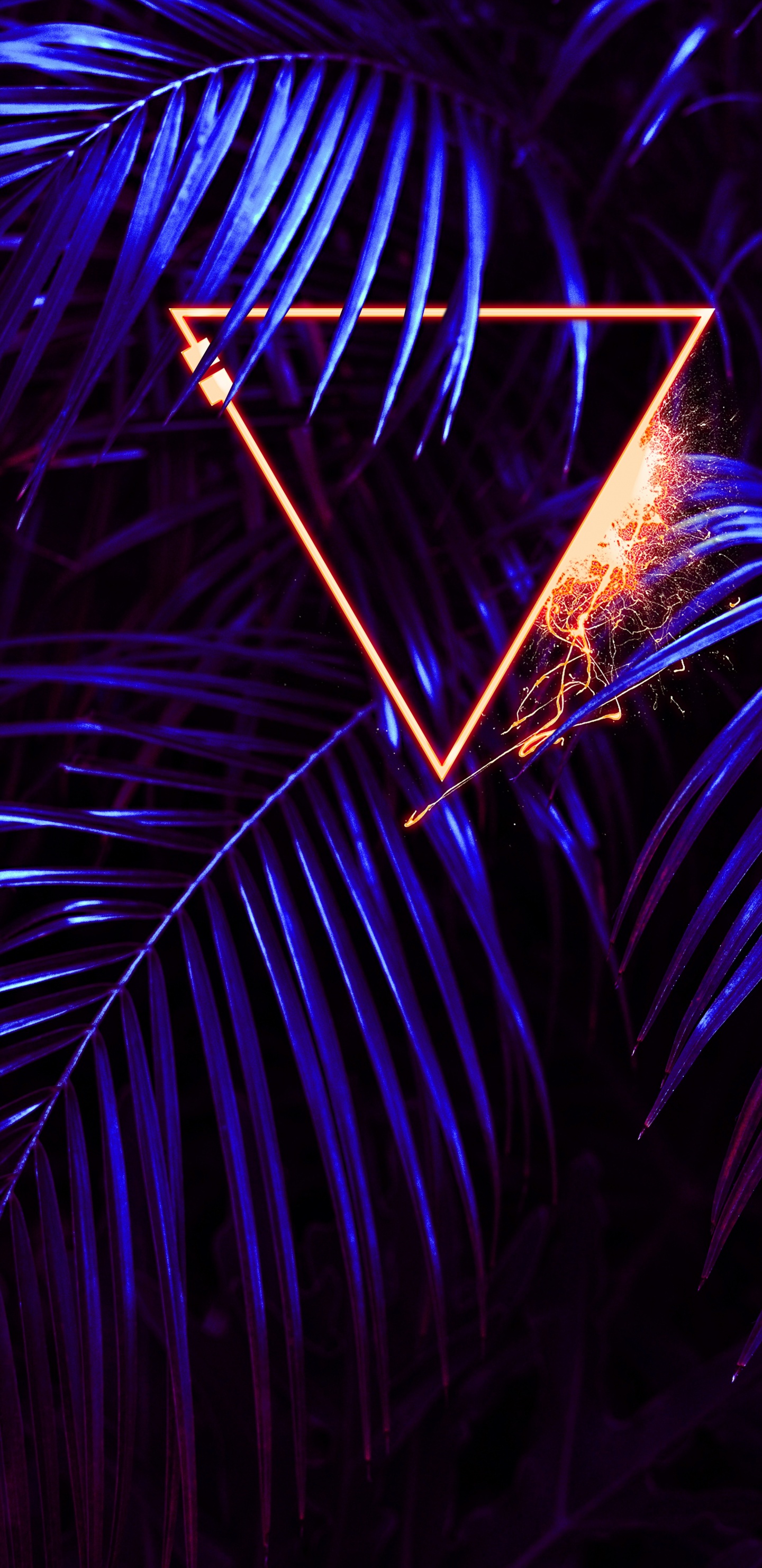 Licht, Purpur, Blau, Baum, Terrestrische Pflanzen. Wallpaper in 1440x2960 Resolution