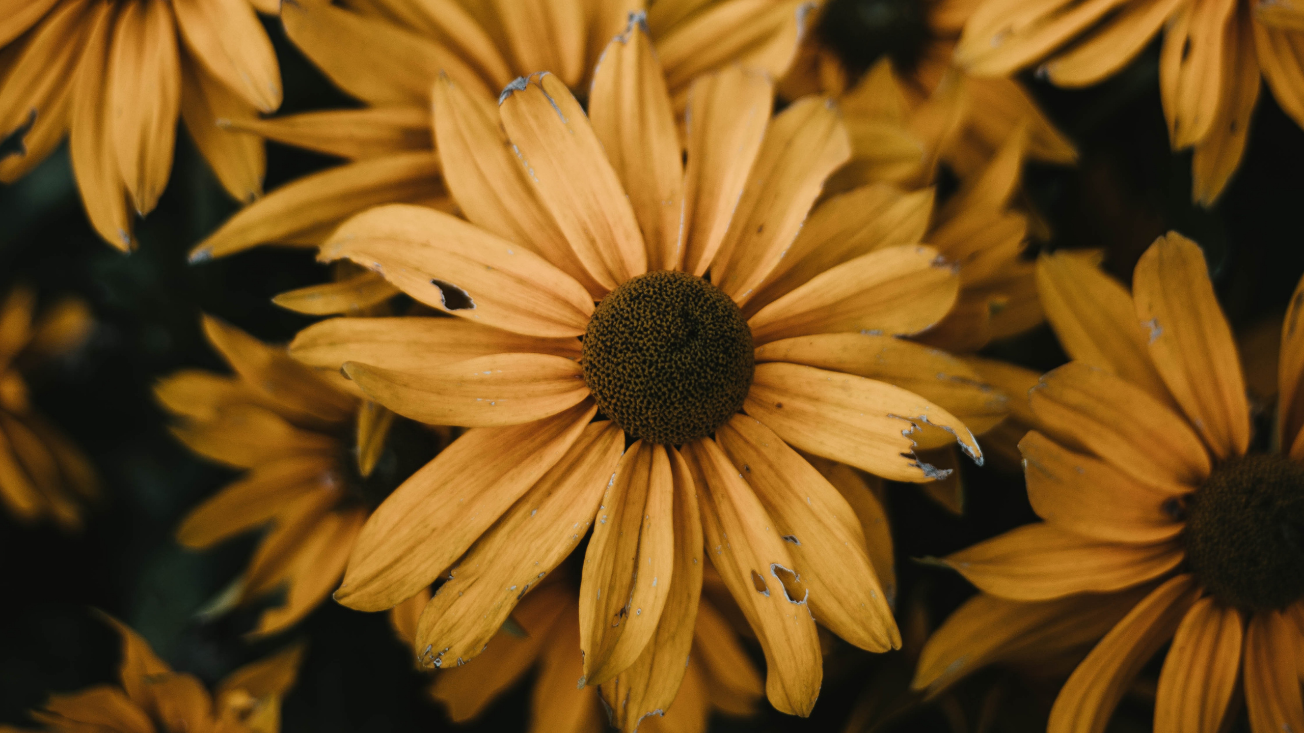 Champ de Tournesol Jaune et Noir. Wallpaper in 2560x1440 Resolution
