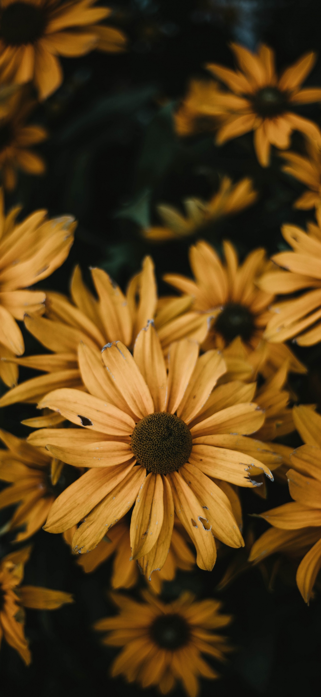 Campo de Girasol Amarillo y Negro. Wallpaper in 1125x2436 Resolution