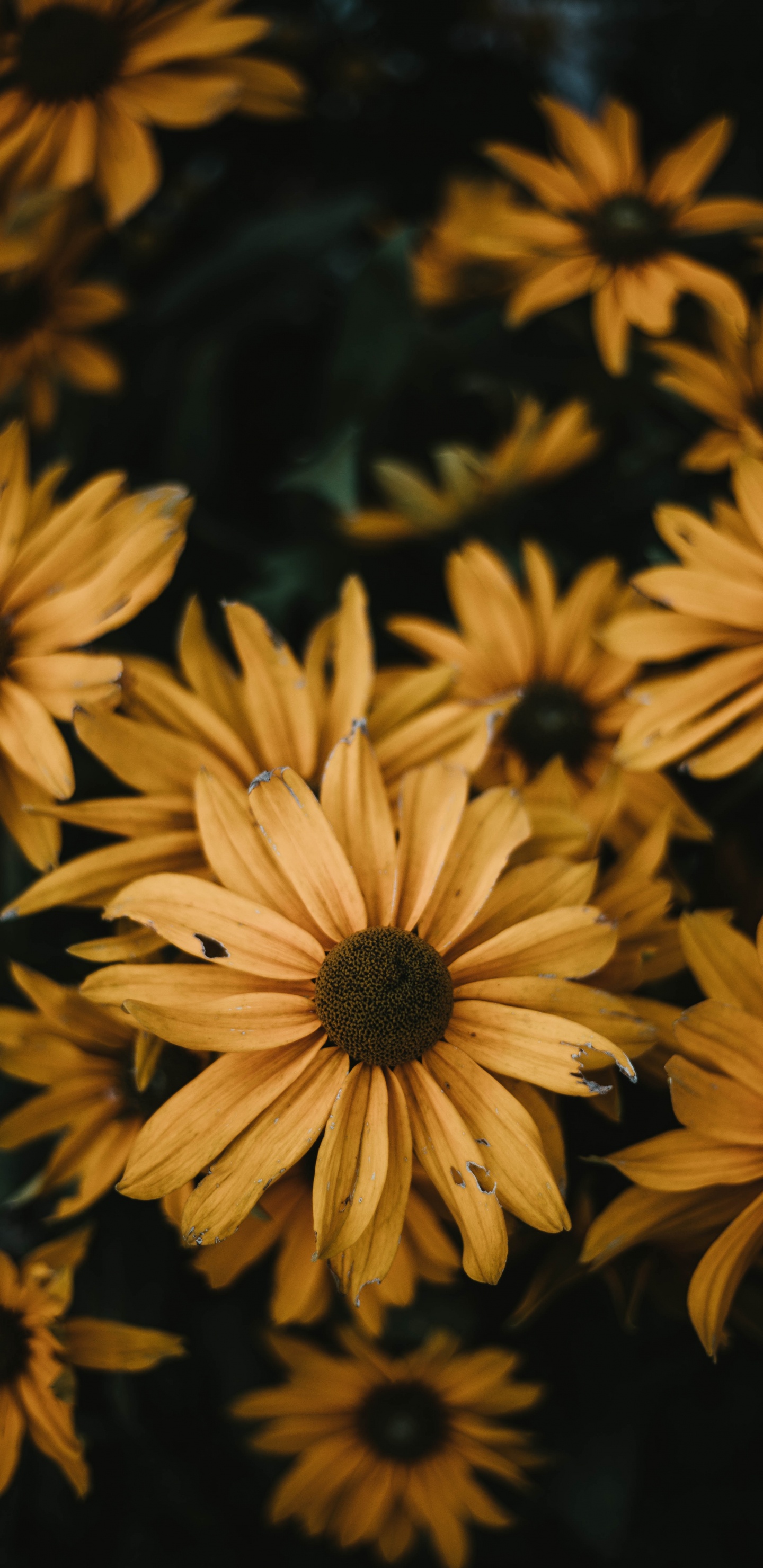 Campo de Girasol Amarillo y Negro. Wallpaper in 1440x2960 Resolution