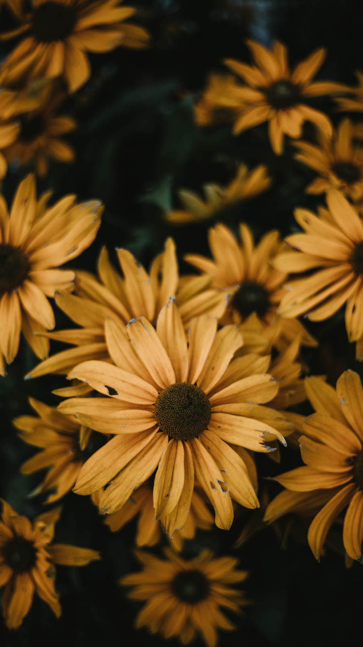 Campo de Girasol Amarillo y Negro. Wallpaper in 750x1334 Resolution
