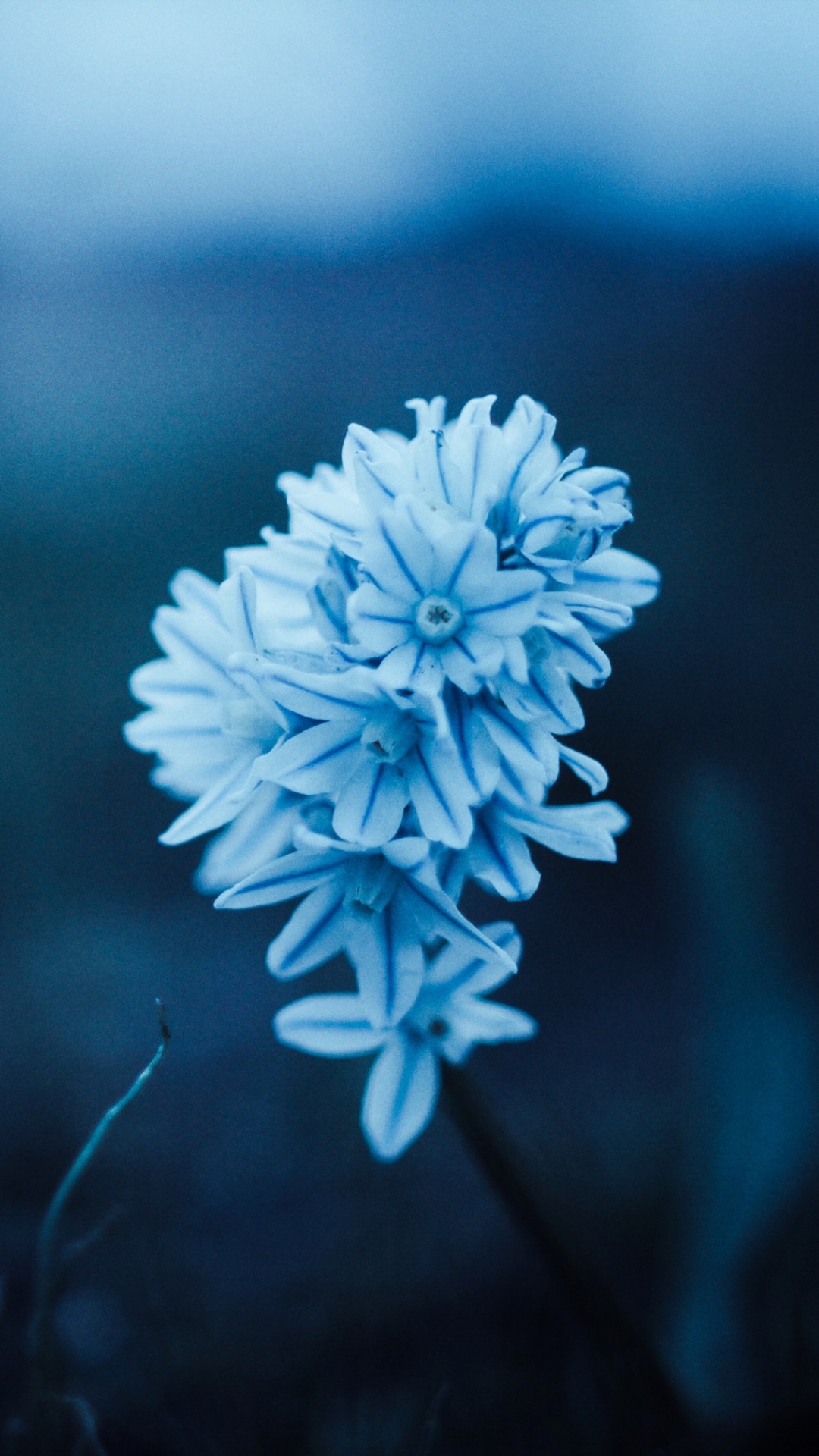 Fleur Blanche Dans L'objectif à Décalage Inclinable. Wallpaper in 1080x1920 Resolution