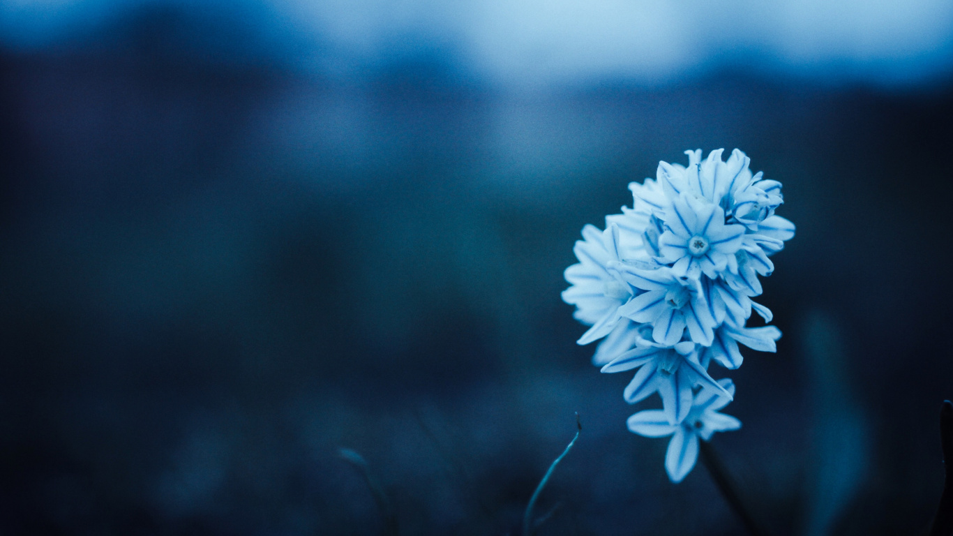 Weiße Blume in Tilt-Shift-Linse. Wallpaper in 1366x768 Resolution