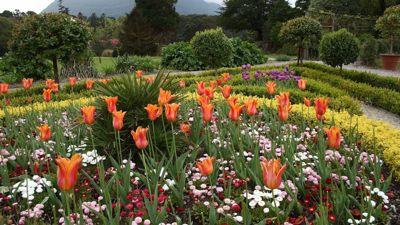 花花园, 显花植物, 植物园, 植被, 弹簧 壁纸 1366x768 允许