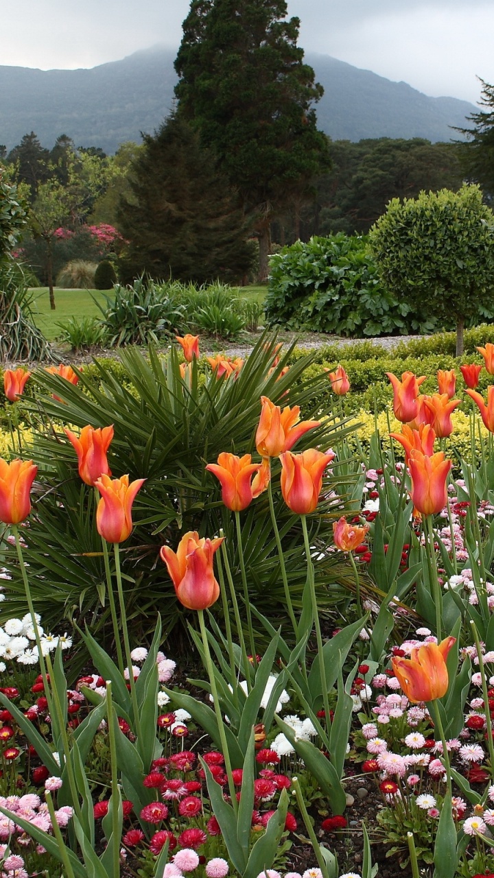 Tagsüber Rot-weißes Blumenfeld. Wallpaper in 720x1280 Resolution