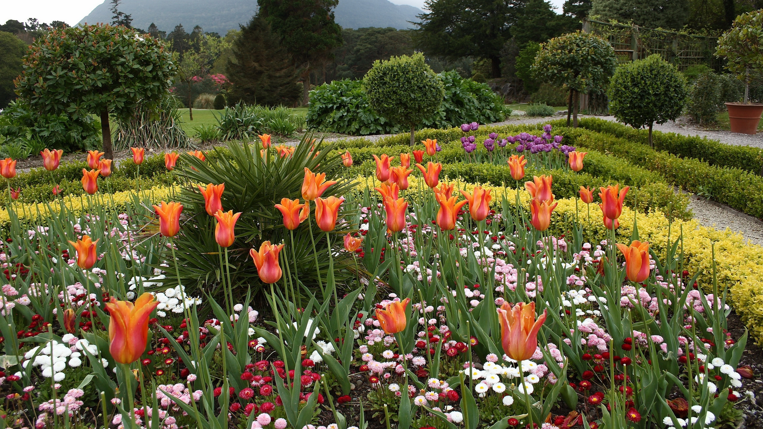 Campo de Flores Rojas y Blancas Durante el Día. Wallpaper in 2560x1440 Resolution