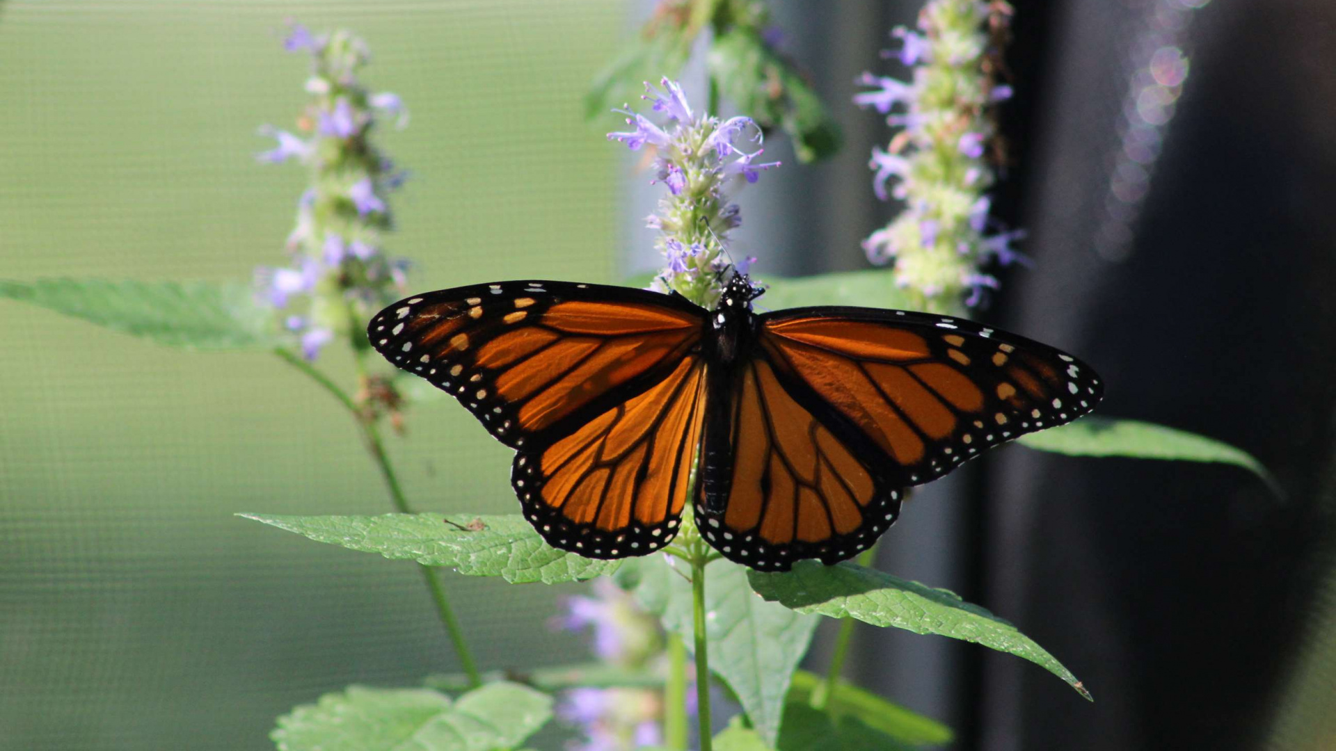 Monarch Butterfly Perched on Purple Flower in Close up Photography During Daytime. Wallpaper in 1920x1080 Resolution