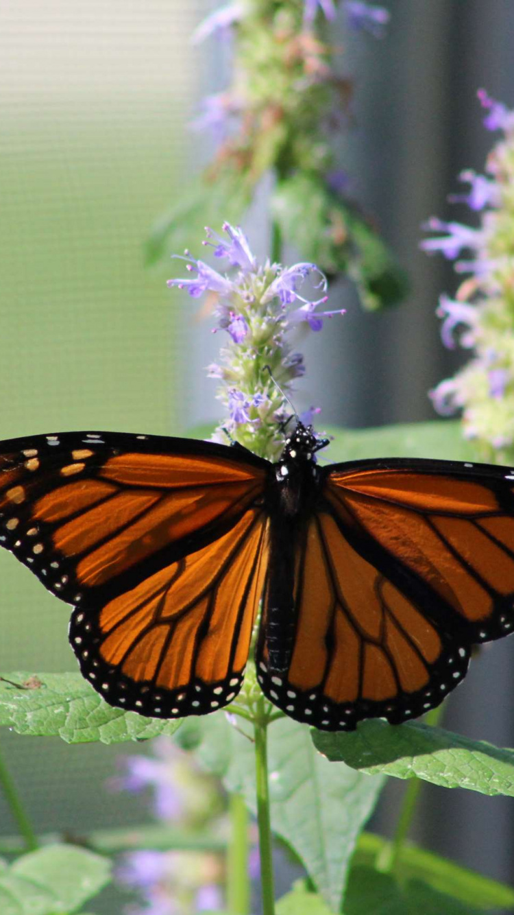 Monarch Butterfly Perched on Purple Flower in Close up Photography During Daytime. Wallpaper in 750x1334 Resolution