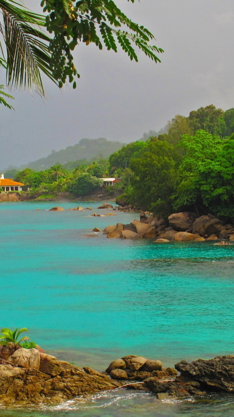 Cocotier Vert Près D'un Plan D'eau Pendant la Journée. Wallpaper in 750x1334 Resolution