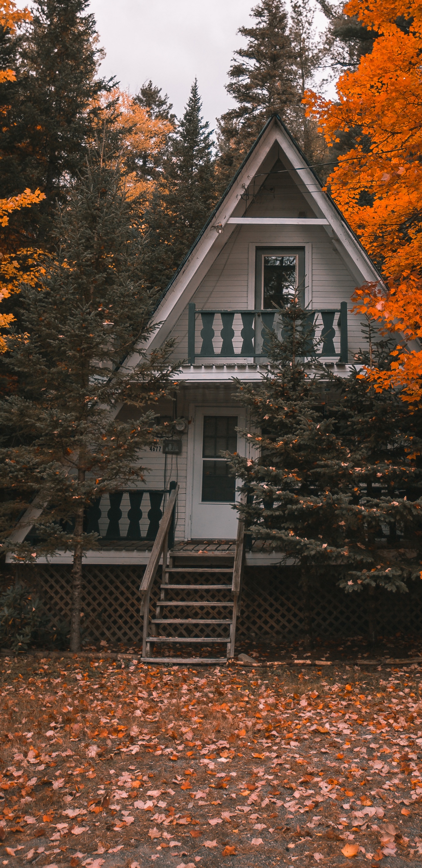 Feuille, Plantes Ligneuses, Lecteur de Disque Dur, SSD, Les Disques Durs. Wallpaper in 1440x2960 Resolution