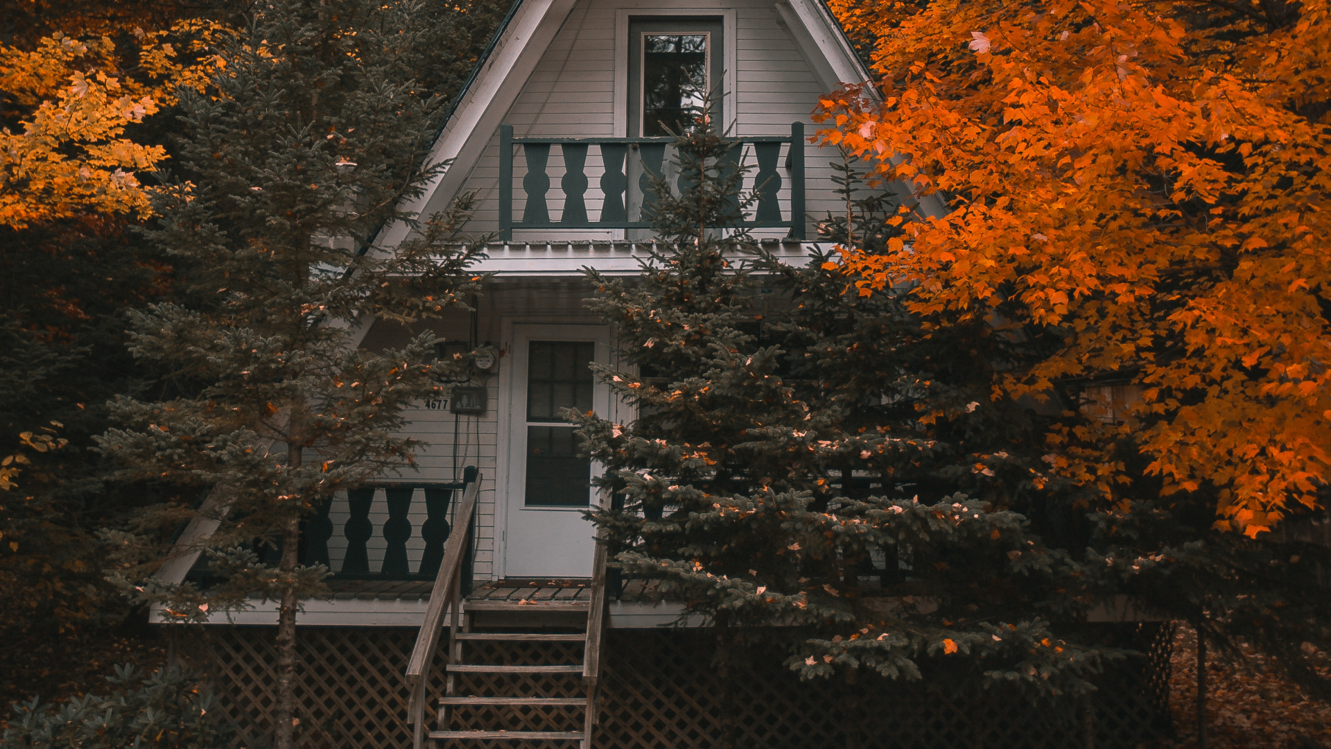 Leaf, Woody Plant, Hard Disk Drive, Solid State Drive, Hard Drives. Wallpaper in 1920x1080 Resolution