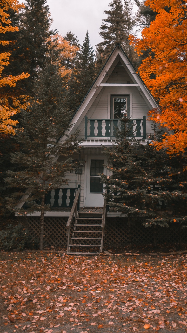 Leaf, Woody Plant, Hard Disk Drive, Solid State Drive, Hard Drives. Wallpaper in 720x1280 Resolution