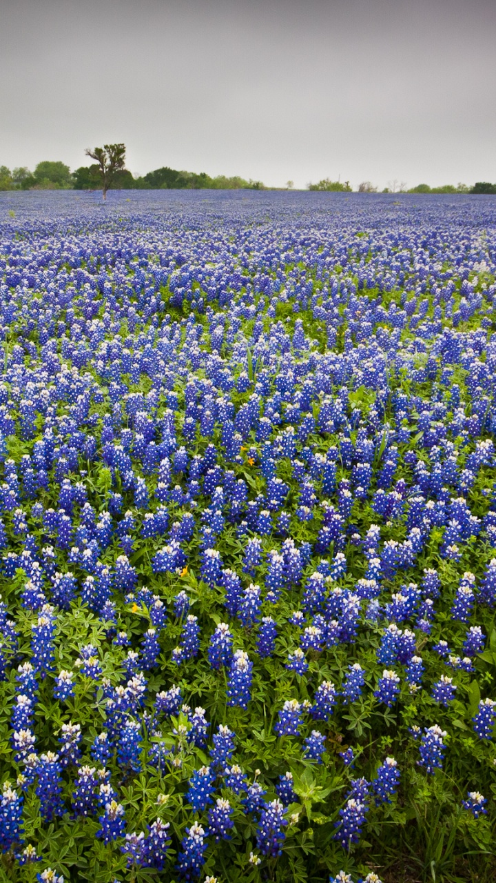 Campo de Flores Azules Bajo el Cielo Nublado Durante el Día. Wallpaper in 720x1280 Resolution