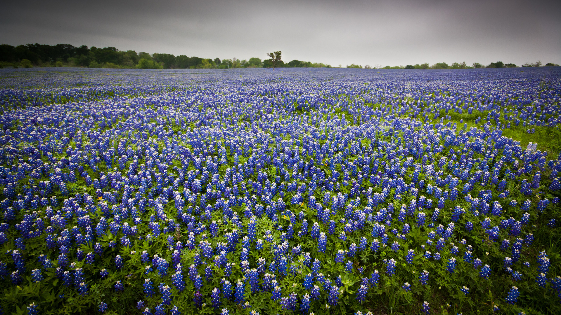 Champ de Fleurs Bleues Sous Ciel Nuageux Pendant la Journée. Wallpaper in 1920x1080 Resolution