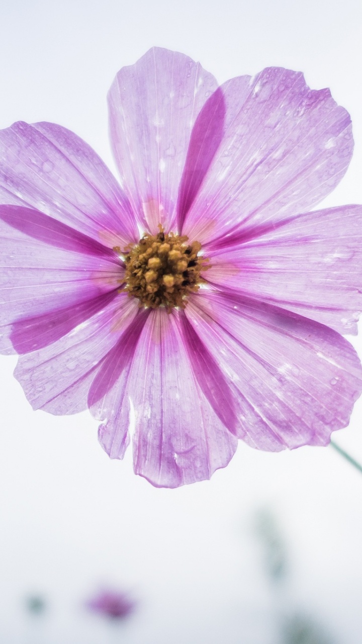 Rosa Blume in Tilt-Shift-Linse. Wallpaper in 720x1280 Resolution