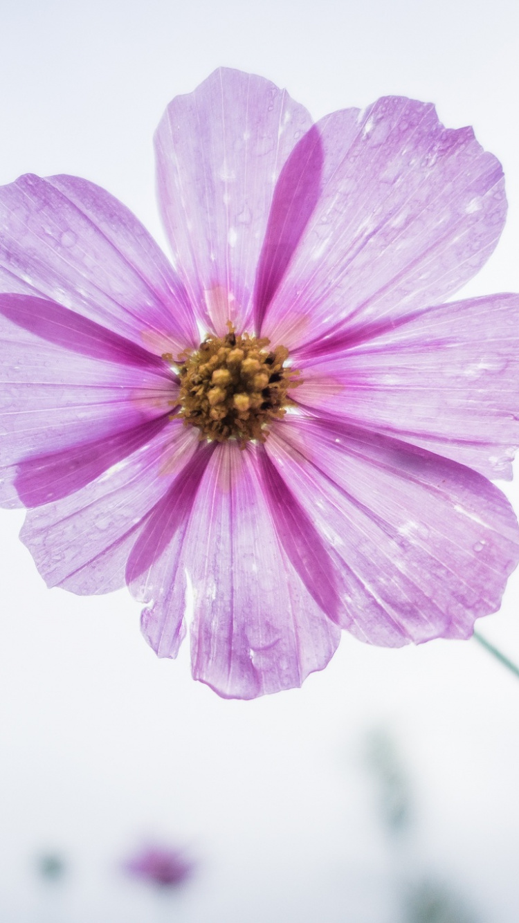 Rosa Blume in Tilt-Shift-Linse. Wallpaper in 750x1334 Resolution