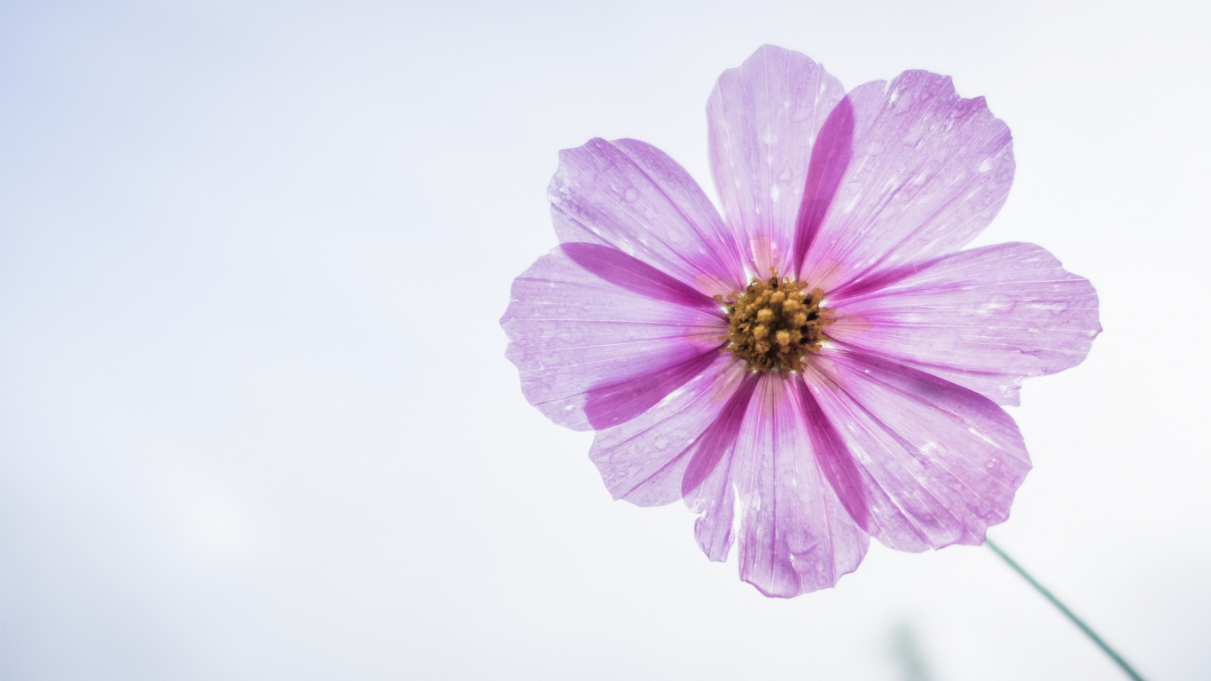 Fleur Rose Dans L'objectif à Basculement. Wallpaper in 1366x768 Resolution