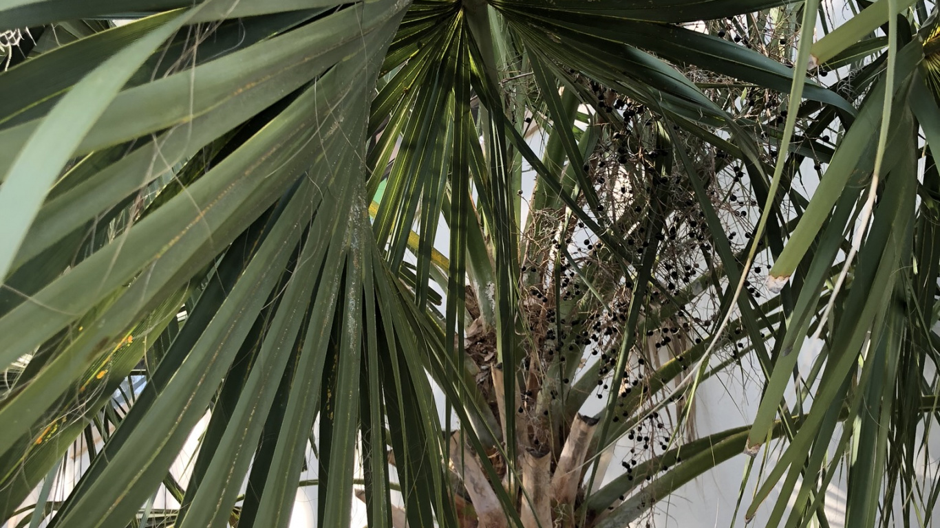 Borassus Flabellifer, Date Palm, Vegetation, Leaf, Woody Plant. Wallpaper in 1366x768 Resolution