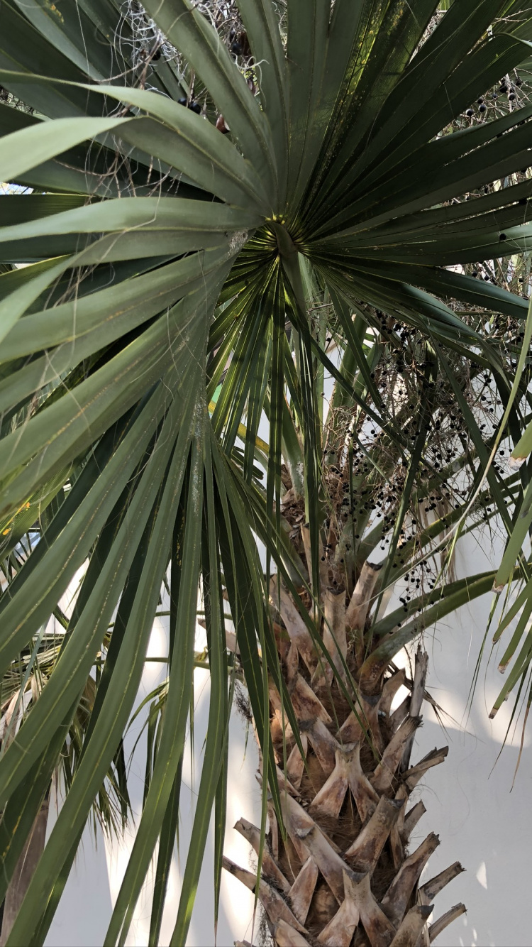 Borassus Flabellifer, Date Palm, Vegetation, Leaf, Woody Plant. Wallpaper in 750x1334 Resolution