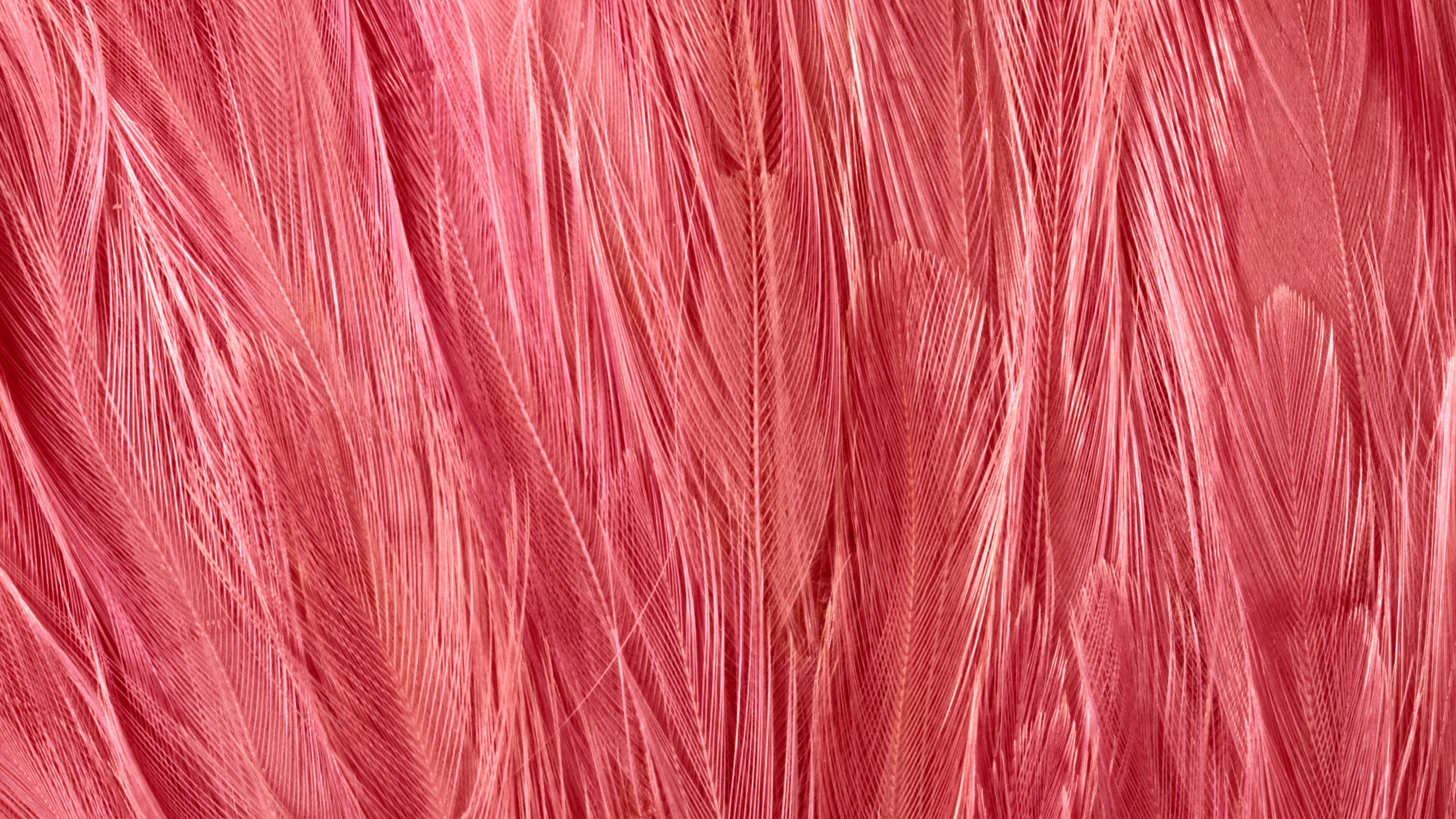 Textile Rouge en Gros Plan Image. Wallpaper in 2560x1440 Resolution