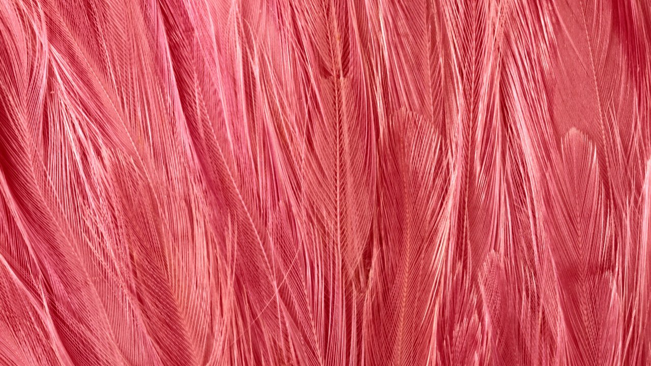 Textil Rojo en la Imagen de Cerca. Wallpaper in 1280x720 Resolution