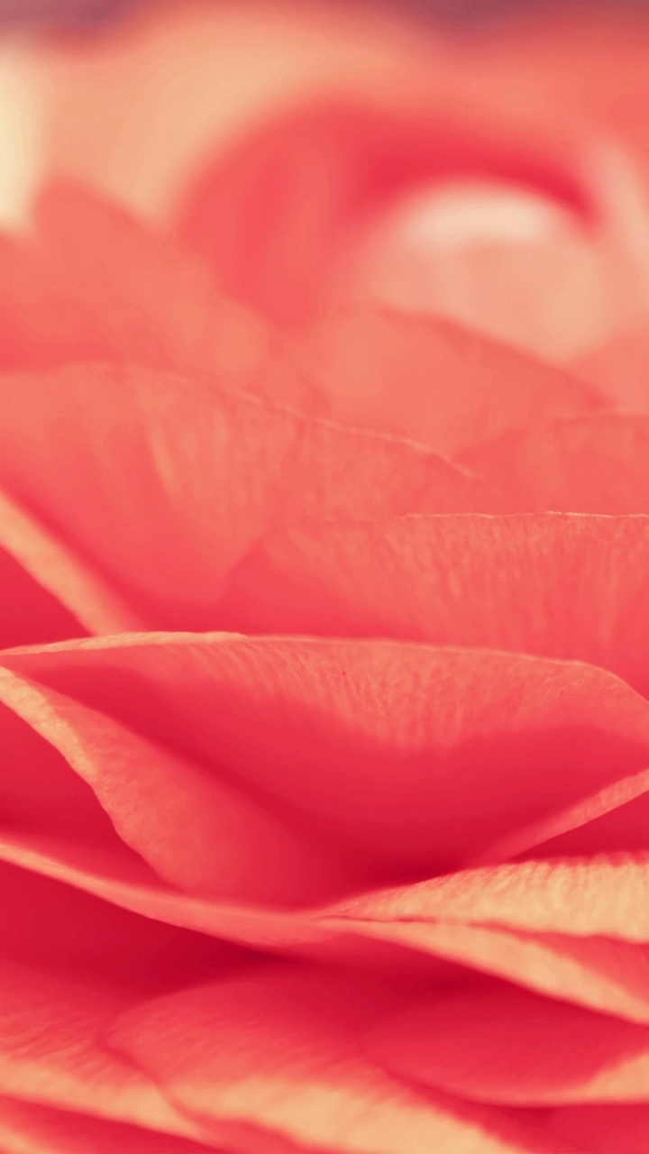 Pink Flower in Macro Lens. Wallpaper in 720x1280 Resolution