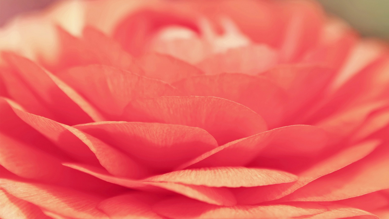 Fleur Rose en Objectif Macro. Wallpaper in 1366x768 Resolution
