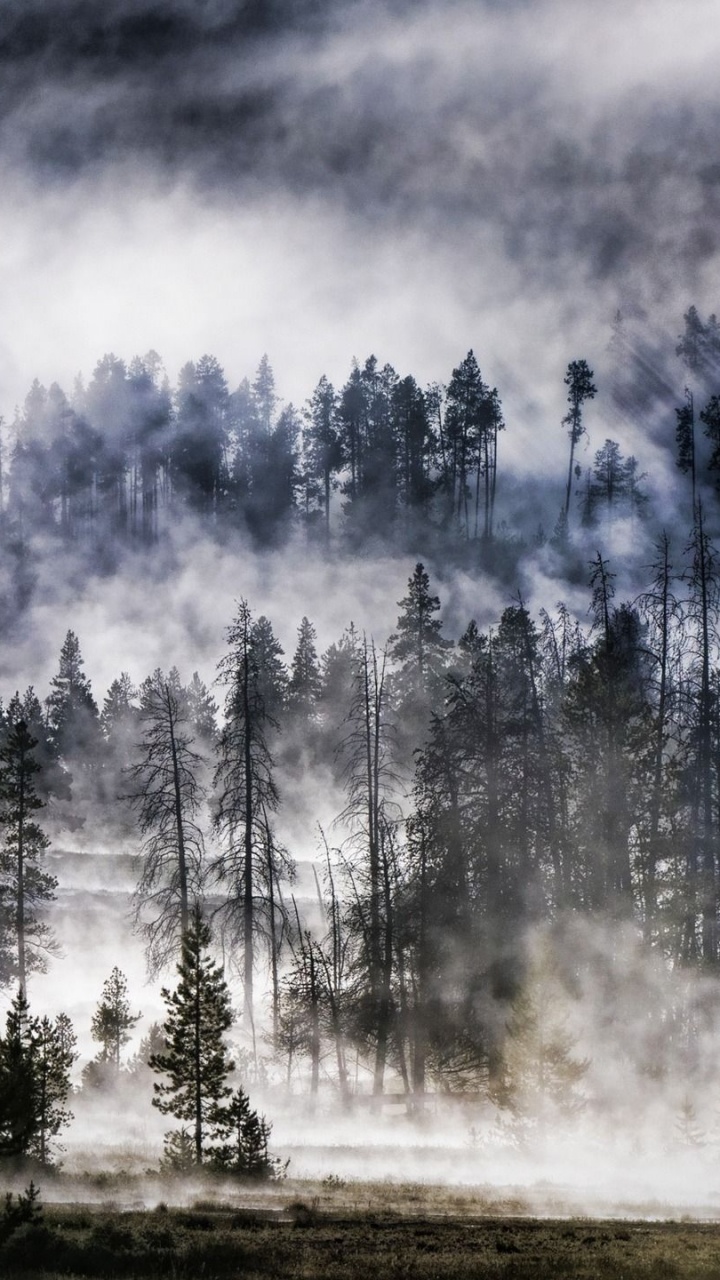 Grüne Bäume Unter Weißen Wolken. Wallpaper in 720x1280 Resolution