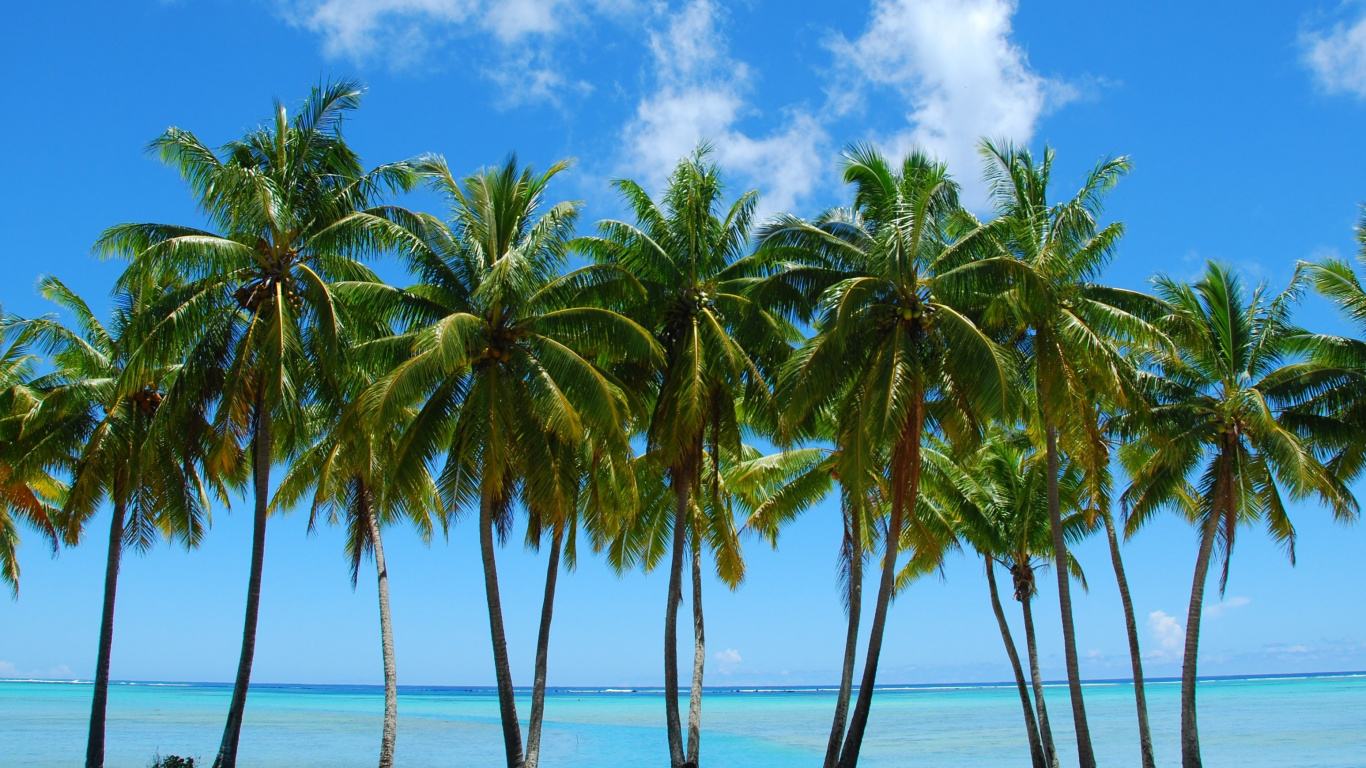 Cocotier Vert Sur la Plage Pendant la Journée. Wallpaper in 1366x768 Resolution