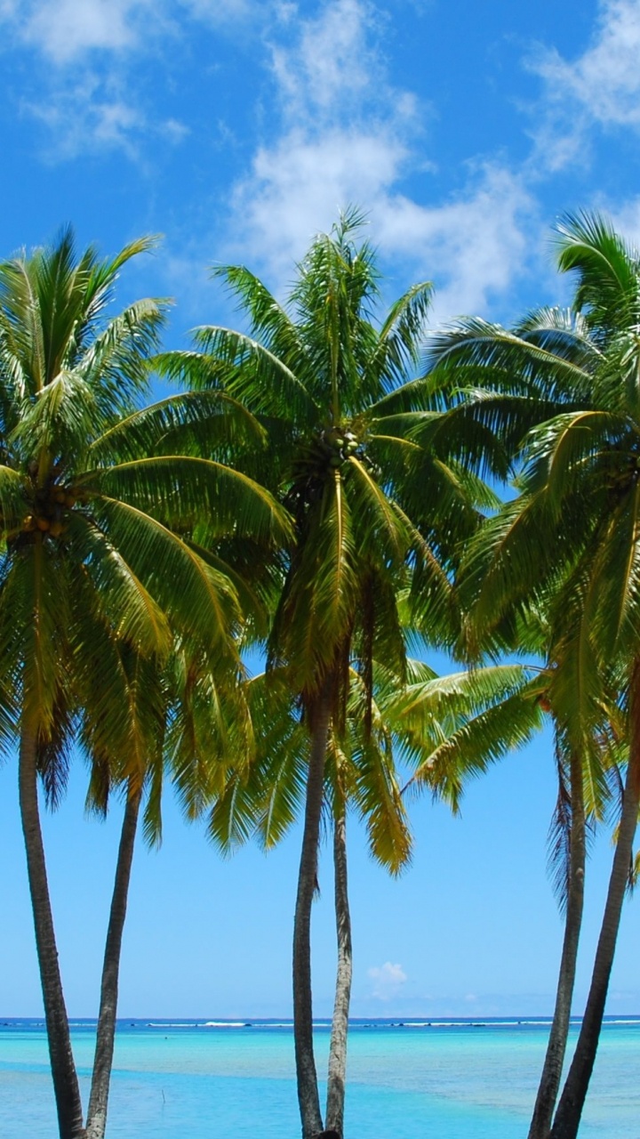 Cocotier Vert Sur la Plage Pendant la Journée. Wallpaper in 720x1280 Resolution