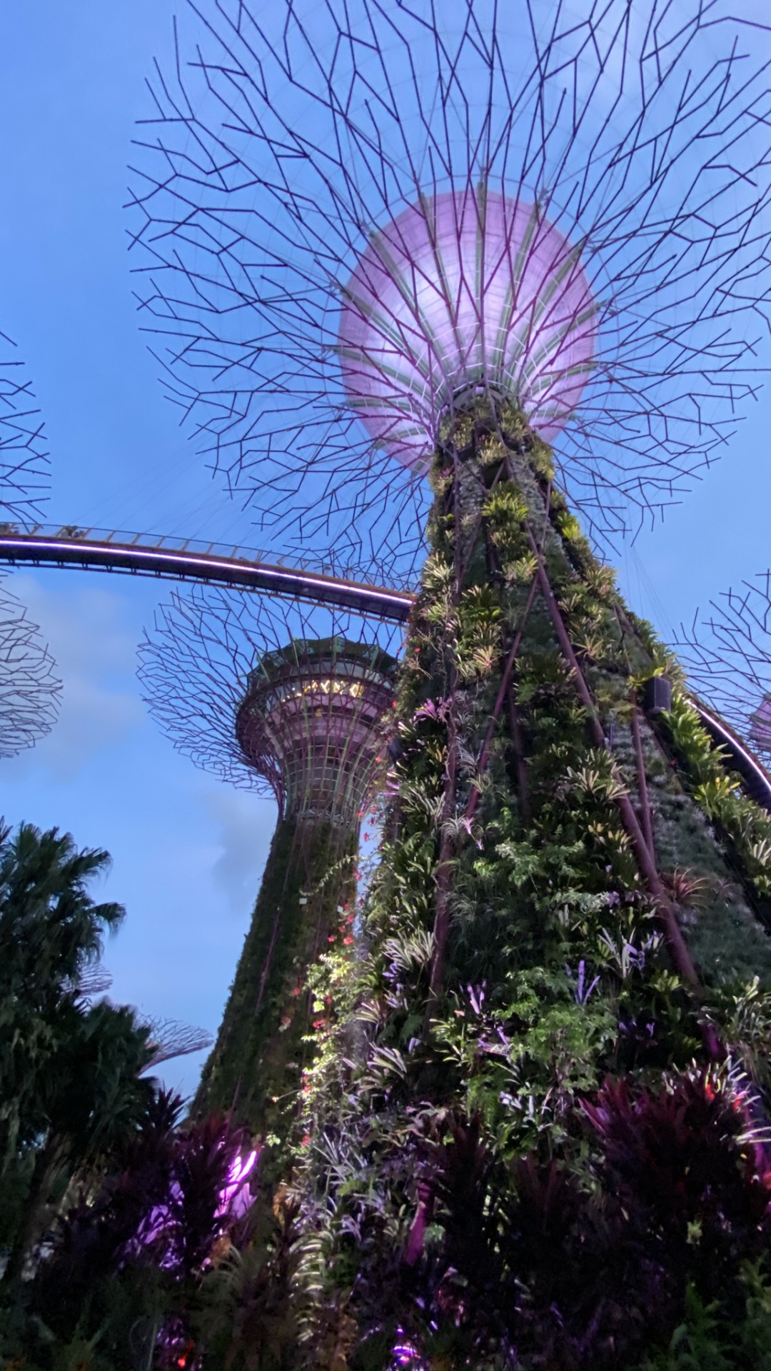 Singapore, Flower, Flowering Plant, Botanical Garden, Garden. Wallpaper in 1080x1920 Resolution