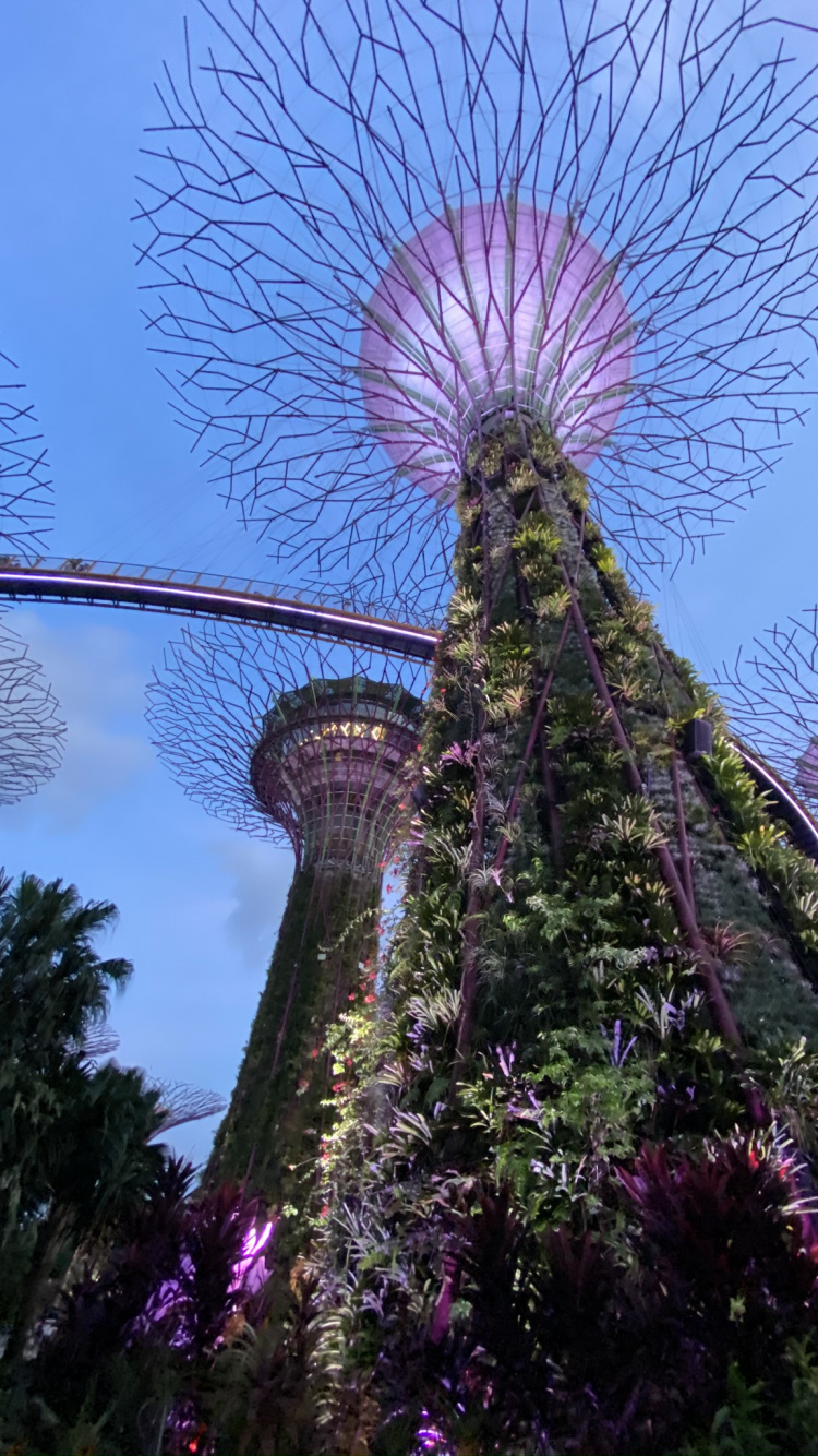 Singapour, la Floraison de la Plante, Jardin Botanique, Garden, Bleu Majorelle. Wallpaper in 750x1334 Resolution