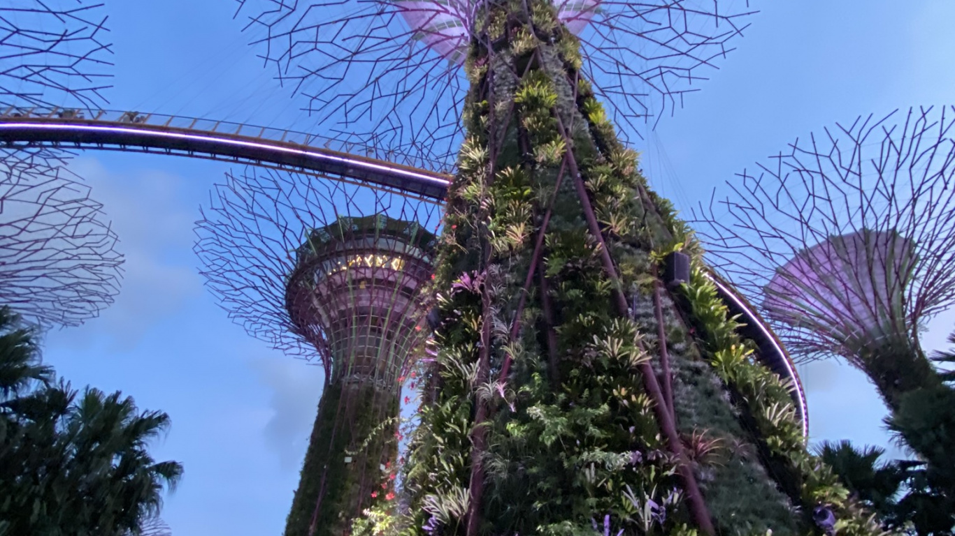 Singapur, Blühende Pflanze, Botanischer Garten, Garden, Majorelle-blau. Wallpaper in 1366x768 Resolution