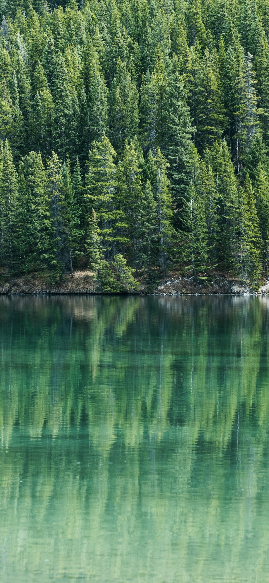 Pine Trees by Water, Water, Tree, Conifers, Tree Removal. Wallpaper in 1125x2436 Resolution