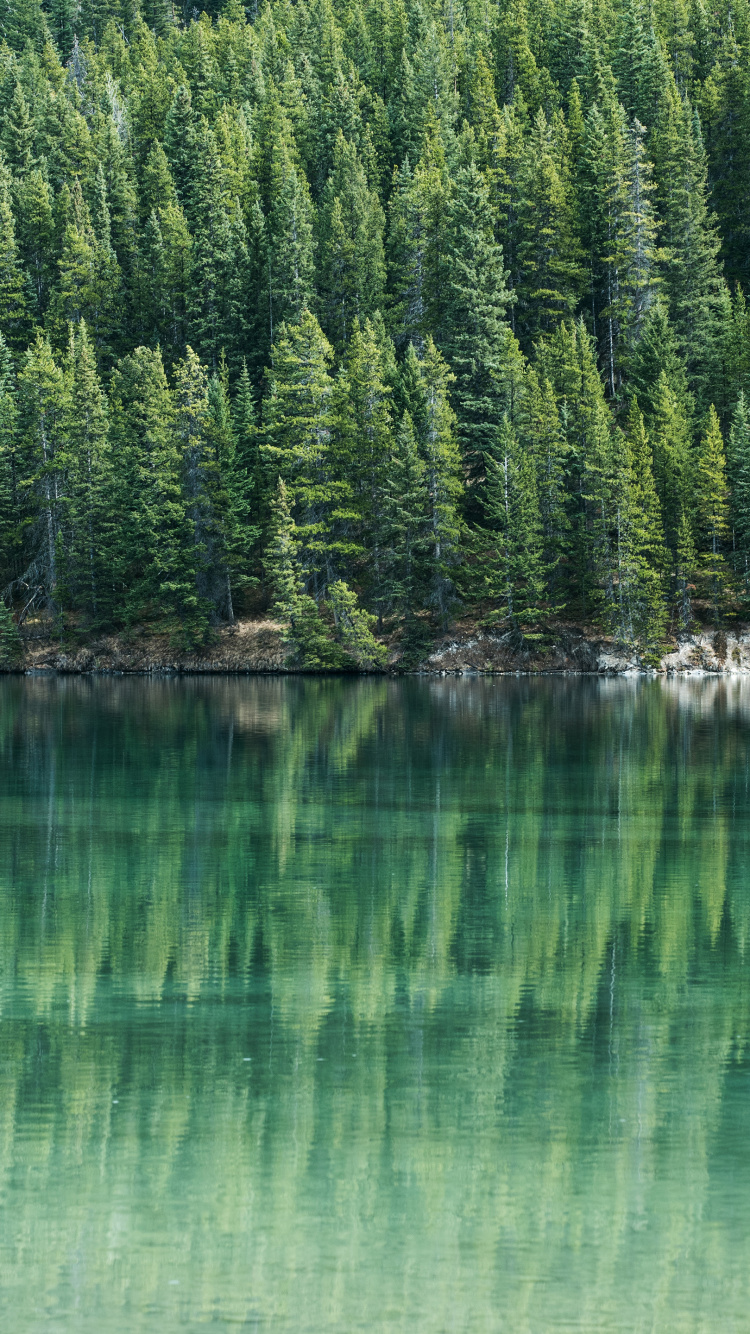 Pine Trees by Water, Water, Tree, Conifers, Tree Removal. Wallpaper in 750x1334 Resolution