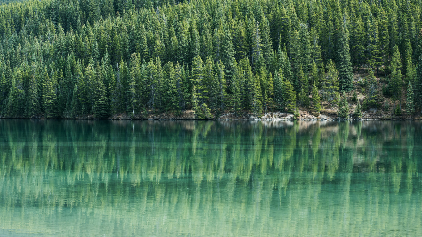 Pins au Bord de L'eau, Eau, Conifères, Enlèvement D'arbre, Sapin. Wallpaper in 1366x768 Resolution