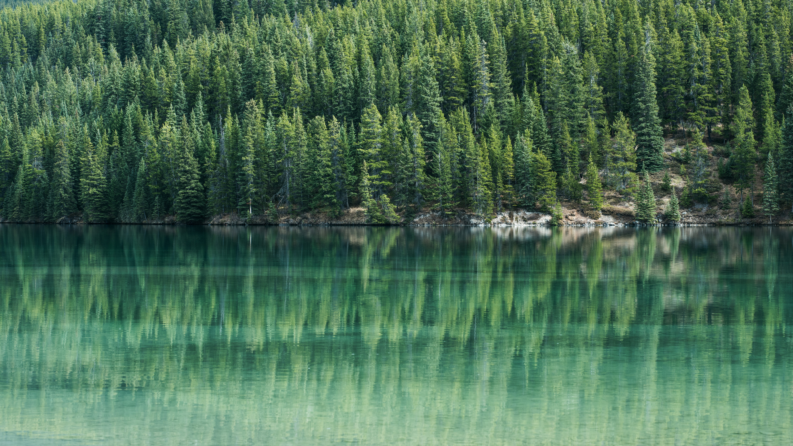 Pins au Bord de L'eau, Eau, Conifères, Enlèvement D'arbre, Sapin. Wallpaper in 2560x1440 Resolution