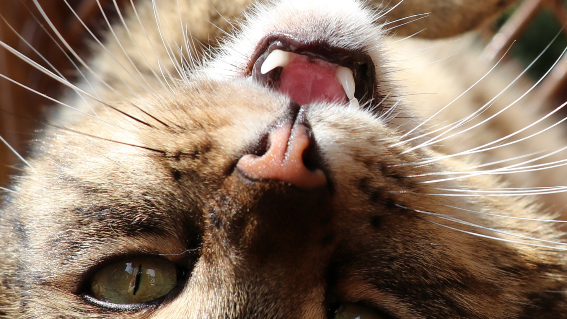 Cat, Whiskers, Snout, Felidae, Carnivore. Wallpaper in 1920x1080 Resolution