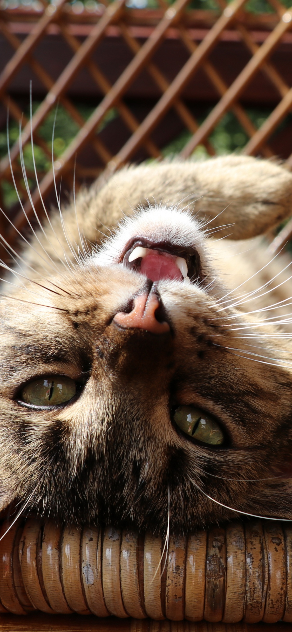 Chat, Moustache, Felidae, Carnivores, Les Petites et Moyennes Chats. Wallpaper in 1125x2436 Resolution