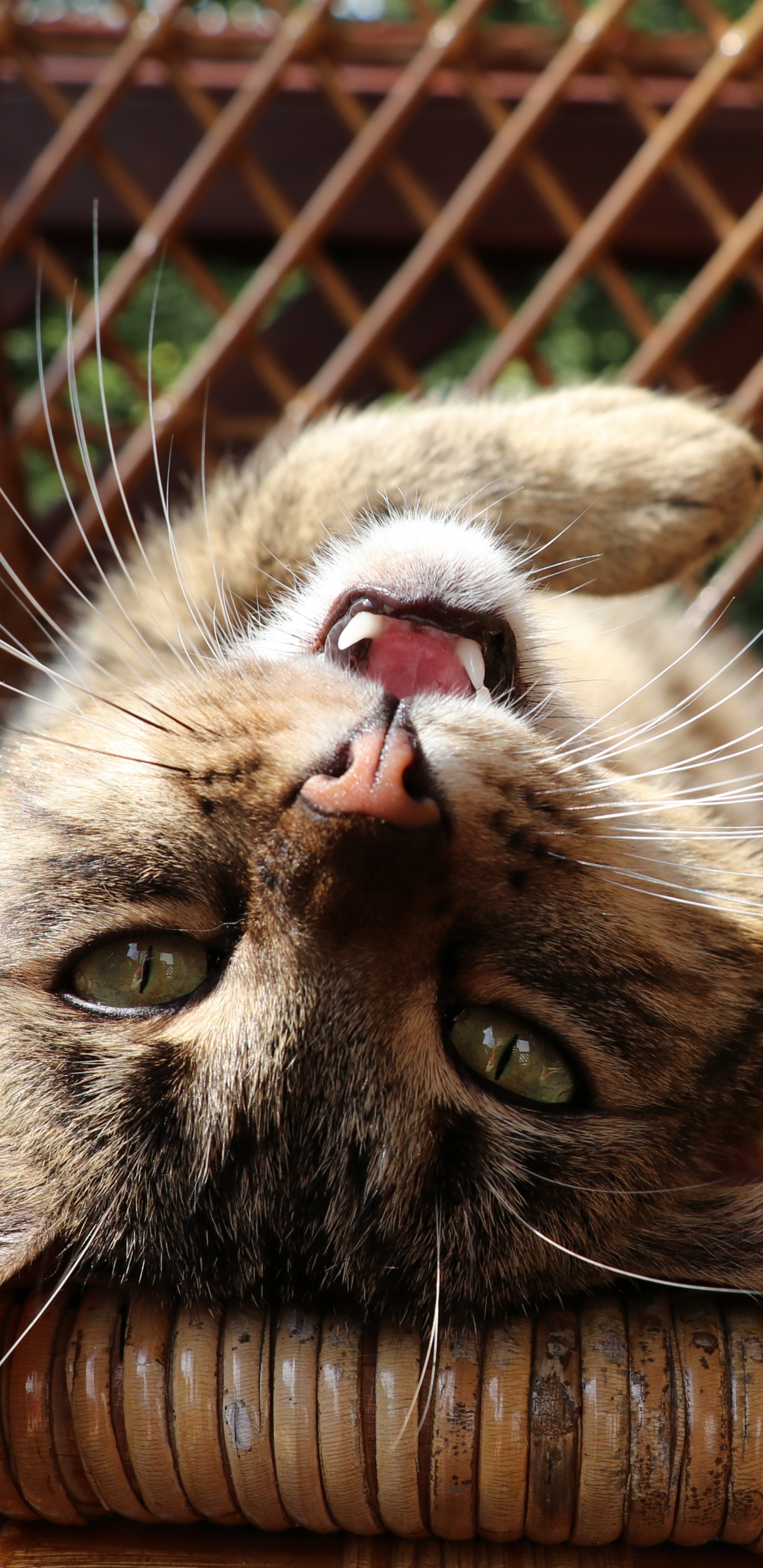 Gato, Felidae, Carnívoro, de Tamaño Pequeño a Mediano Gatos, Fawn. Wallpaper in 1440x2960 Resolution