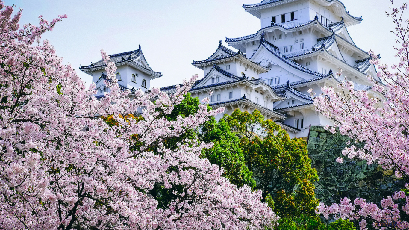 姬路城, 城堡, 日本城堡, 开花, 樱花 壁纸 1366x768 允许