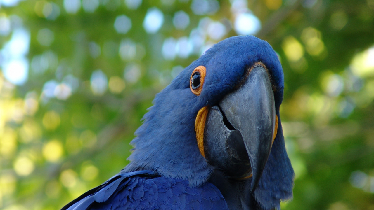 Blue and Black Macaw in Close up Photography. Wallpaper in 1280x720 Resolution